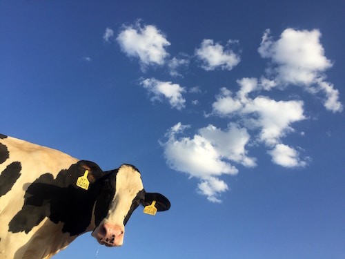 Cows and climate change