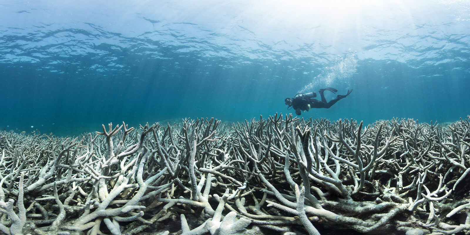 Great Barrier Reef coral bleaching