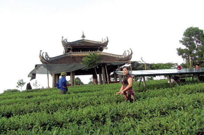 Solar battery panel installed on Vietnamese tea plantation