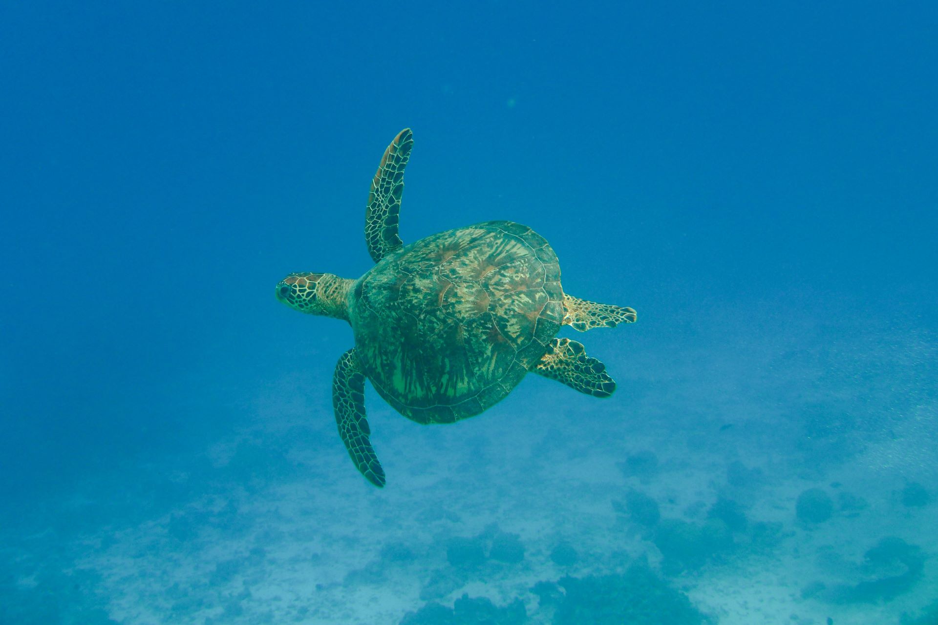 Olive Ridley sea turtle