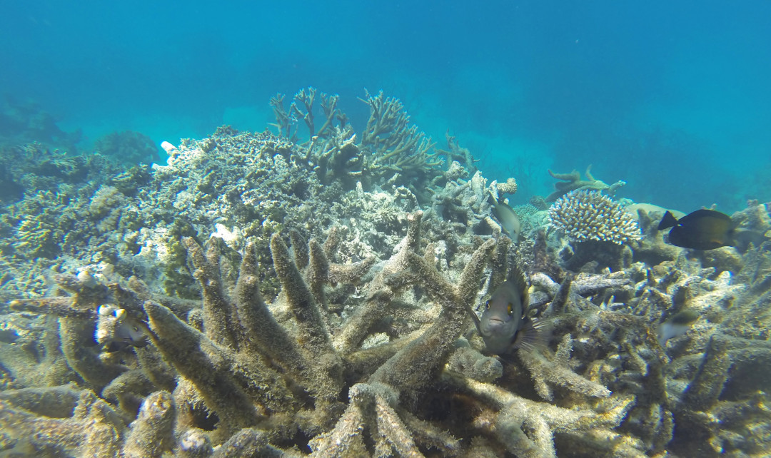 Coral bleaching