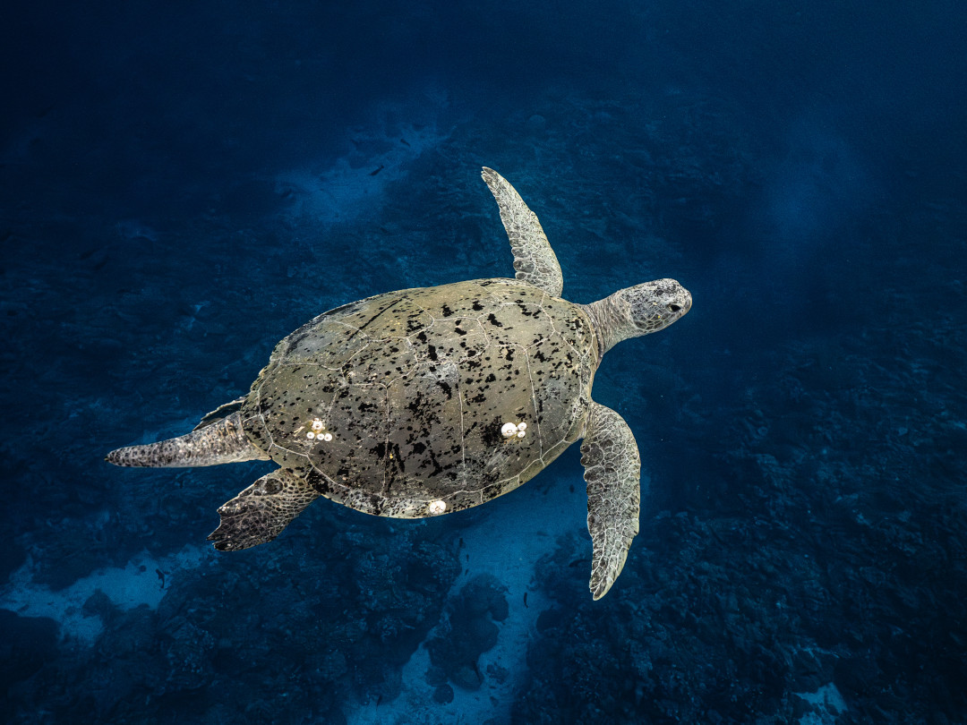 A sea turtle at Scott Reef. Credit: Nush Freedman / Conservation Council of WA